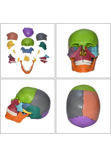 Anatomik Öğretim Iskelet Başlığı 15 Parça Öğrenme Bulmaca Oyuncak (Yurt Dışından) modelleri