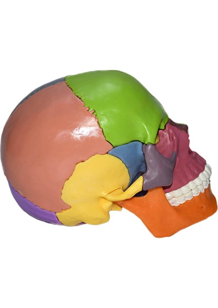 Anatomik Öğretim Iskelet Başlığı 15 Parça Öğrenme Bulmaca Oyuncak (Yurt Dışından) fırsatları