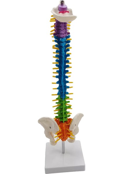 Pelvis Ayakta Sınıf Için Renkli Insan Omurga Modeli Çalışma Modeli Omurilik (Yurt Dışından)