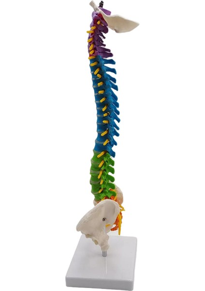 Pelvis Ayakta Sınıf Için Renkli Insan Omurga Modeli Çalışma Modeli Omurilik (Yurt Dışından)