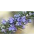 - Biberiye / 4 Adet (Rosmarinus Officinalis) 1