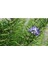 - Biberiye / 4 Adet (Rosmarinus Officinalis) 2
