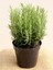 - Biberiye / 4 Adet (Rosmarinus Officinalis) 3