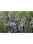 - Biberiye / 4 Adet (Rosmarinus Officinalis) 4