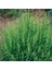 - Biberiye / 4 Adet (Rosmarinus Officinalis) 5