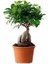 Ginseng Bonsai 1