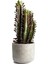 Dekoratif Saksılı Süt Ağacı Euphorbia Trigona (Süt Ağacı) 1