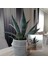 Dekoratif Saksıda Agave Americana Kampanya 1
