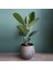 Kauçuk Ağacı Ficus Elastica Dekoratif Saksıda 1