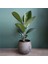 Kauçuk Ağacı Ficus Elastica Dekoratif Taş Saksıda 1