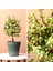 Şans ve Para Ağacı Portulacaria Afra 1
