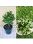 Bonsai Para Ağacı Afra Portulacaria 1
