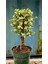 Bonsai Para Ağacı Afra Portulacaria 1