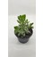 Doğa Garden Crassula Ovata Para Çiçeği 10CM 1