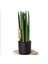 Paşa Kılıcı Sansevieria Cylindrica Özel Saksıda 1