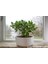 Para Çiçeği Bereket Ağacı Crassula Ovata 1