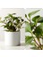 Umut Bitkisi Peperomia Obtusifolia 1