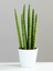 Sansevieria Cylindrica Özel Saksıda Oksijen Makinesi 1