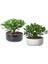 2 Adet Hediyelik Taş Saksıda Para Ağacı Bereket Çiçeği Crassula Ovata 1