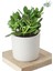Crassula Ovata Şans Para Çiçeği Şık Dekoratif Saksıda 1