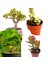 2 Tür Para Ağacı Crassula Ovata+Yeşim Ağacı Fidesi 83883OR 1