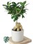 Ficus Ginseng (Bonsai Ağacı) 1