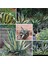Agave Americana Fidesi Kampanya 1