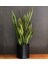 Seramik Saksılı Çok Köklü Paşa Kılıcı Sansevieria 1