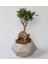 Geometrik Beton Saksıda Bonsai 1