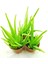 Aloe Vera Bitkisi 3 Saksı 1