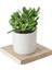 Seramik Saksıda Crassula Ovata Para Çiçeği+5 Alman Süseni Fidesi 1