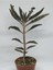 Aşkın Gözyaşları Çiçeği - Kalanchoe Daigremontiana 1