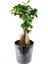 Ficus Ginseng Bonsai 40 cm 1