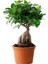 Bonsai 1