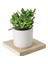 Seramik Saksıda Crassula Ovata Para Çiçeği + 5 Alman Süseni Fidesi 1