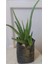 Aloe Vera Bitkisi (Saksılı ve Tüplü) 1