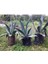 Agave Kaktüsü Bitkisi Fidesi 1