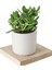 Seramik Saksıda Crassula Ovata Para Çiçeği+5 Alman Zambağı Soğanı 1