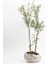Taş Saksı Zeytin Ağacı Bonsai 1