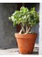 Para Ağacı Bereket Ağacı Para Çiçeği Crassula Ovata 1