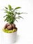 Ginseng Bonsai Ficus 1938 1