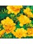 45 Adet Sarı Frezya Çiçeği ( Freesia ) Soğanı Mis Kokulu 1