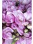 1 Adet Lila Frezya Çiçeği ( Freesia ) Soğanı Mis Kokulu 1