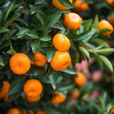 Fidanlıdan Tüplü Satsuma ( Rize Mandalina ) Fidanı