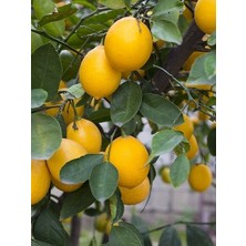 Doğa Çiçekçilik Limon Fidanı Yediveren 80-100CM