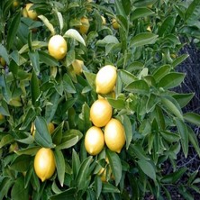 Doğa Çiçekçilik Limon Fidanı Yediveren 80-100CM