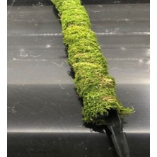 Green Deco Bitki Destek Çubuğu (Yosun Sopası) 150 cm