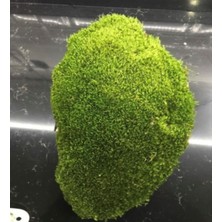 Green Deco Doğal Tavşan Yosunu(20*20)- Terraryum, Minyatür Bahçe ve Aranjmanlar