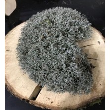 Green Deco Doğal Ağaç Yosunu (40*40)-Terraryum , Minyatür Bahçe ve Aranjmanlar