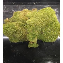 Green Deco Doğal Kara Yosunu (30*30)-Terraryum, Minyatür Bahçe ve Aranjmanlar Için